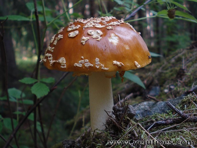  Amanita muscaria var. regalis 