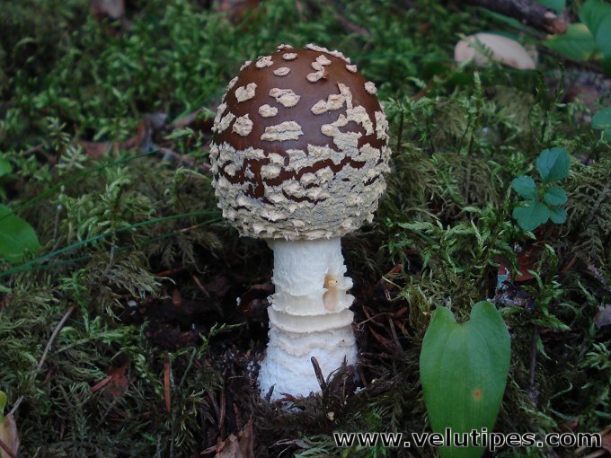  Amanita muscaria var. regalis 