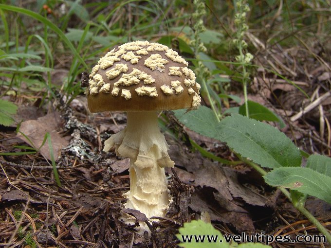  Amanita muscaria var. regalis 
