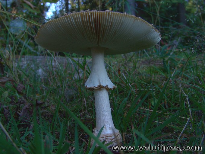  Amanita muscaria var. regalis 