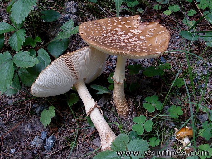  Amanita muscaria var. regalis 