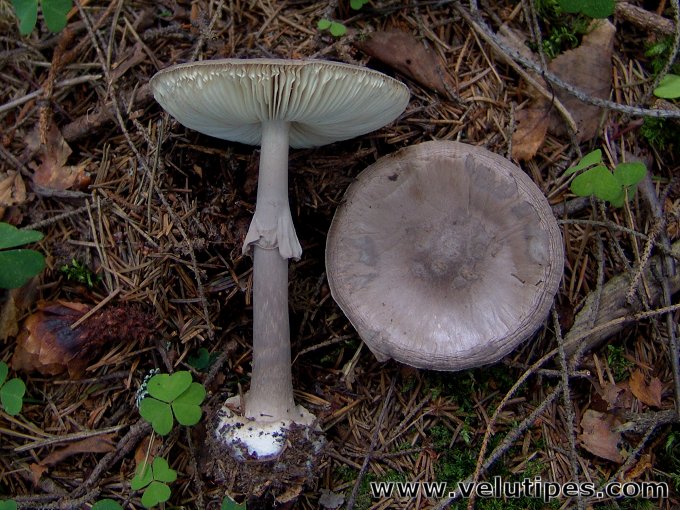 Amanita porphyria