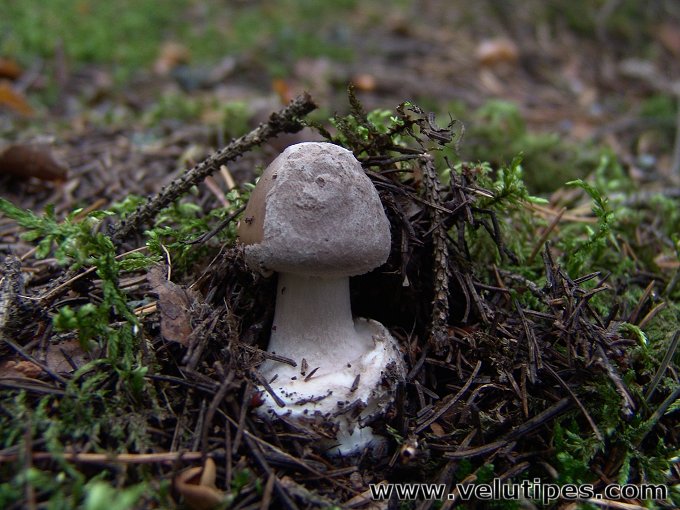 Amanita porphyria