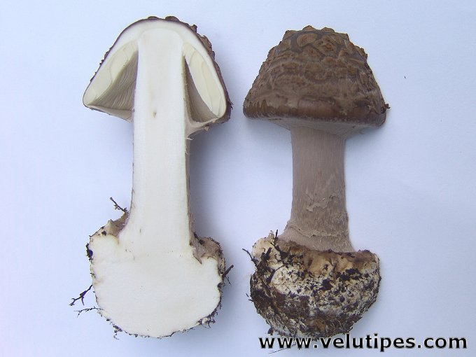 Amanita porphyria