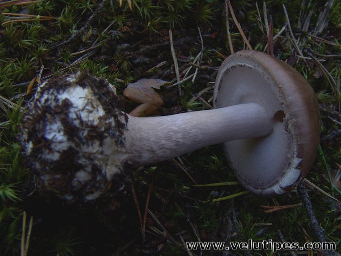 Amanita porphyria