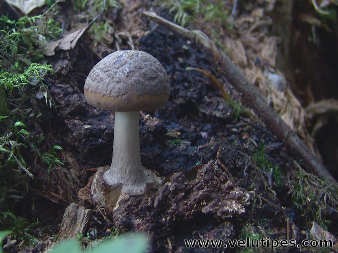 Amanita porphyria