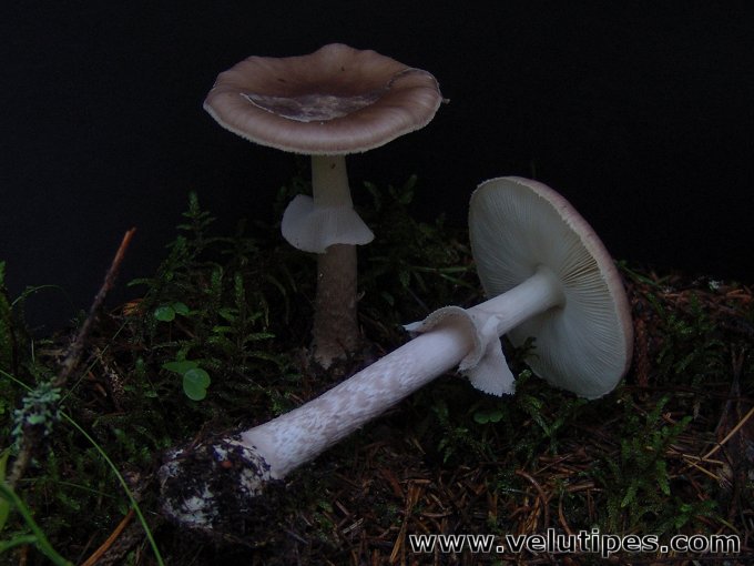 Amanita porphyria