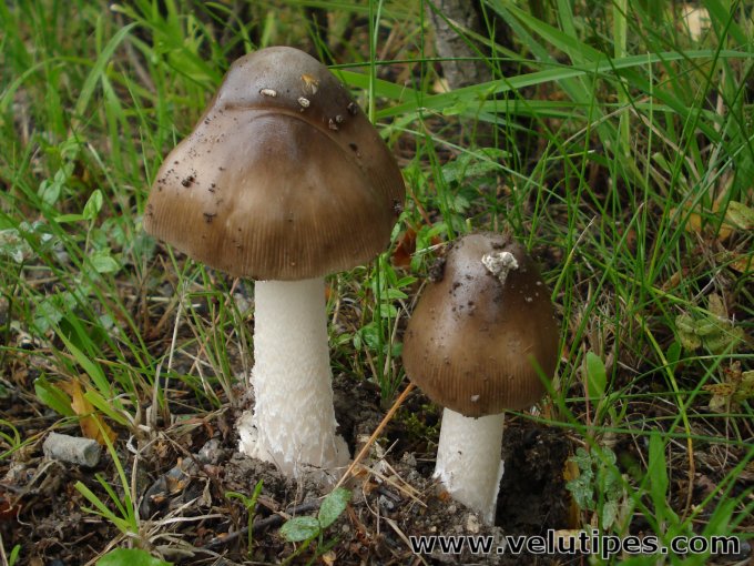 Amanita submembranacea?