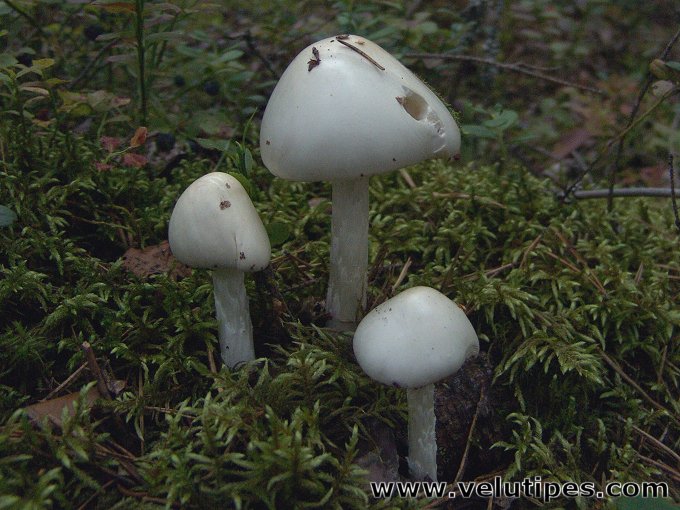  Amanita virosa 