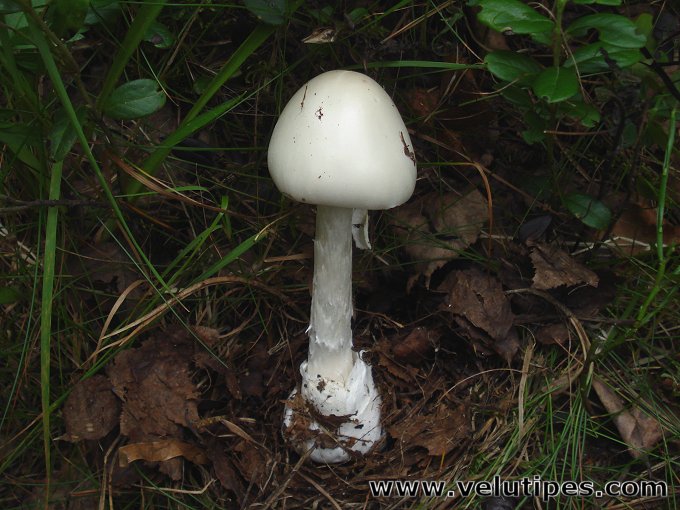  Amanita virosa 
