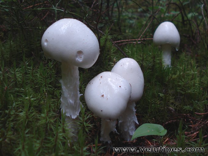  Amanita virosa 