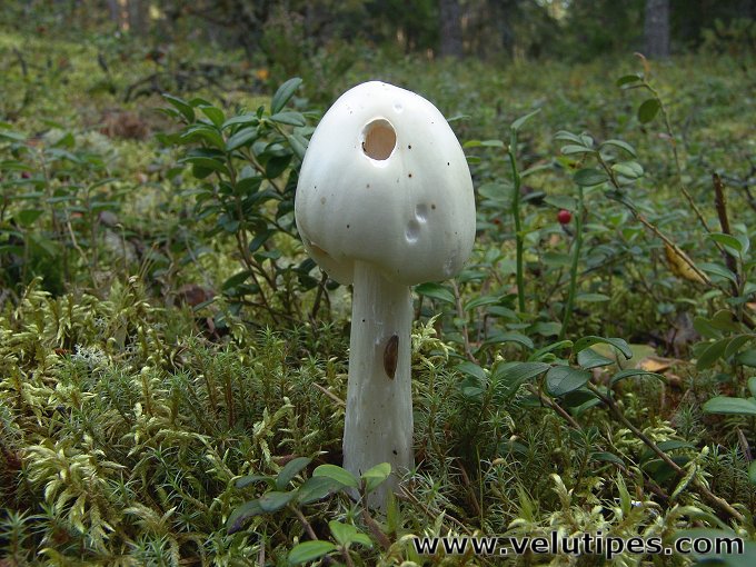  Amanita virosa 