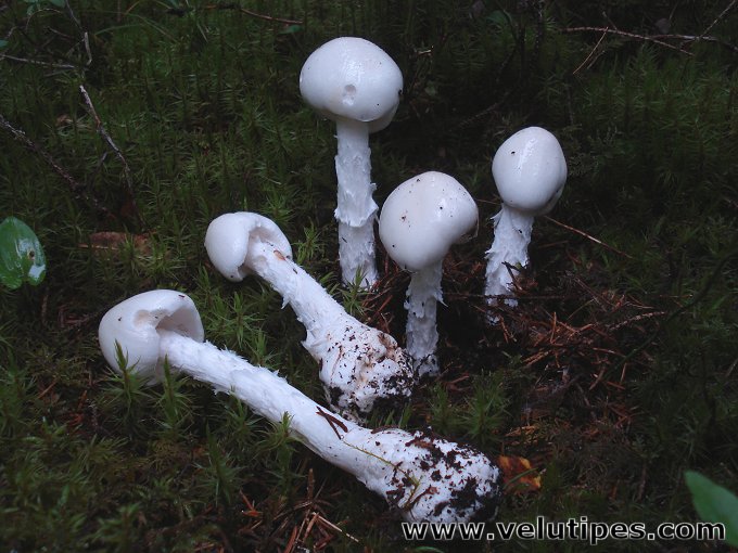  Amanita virosa 