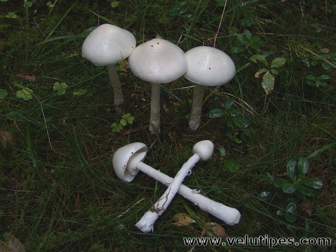  Amanita virosa 