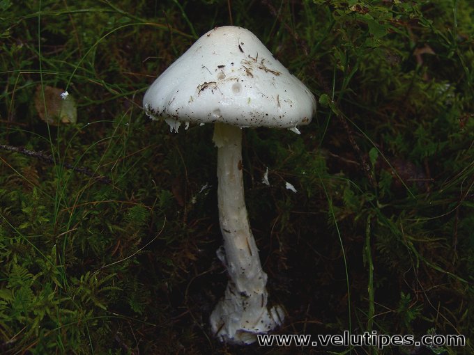  Amanita virosa 