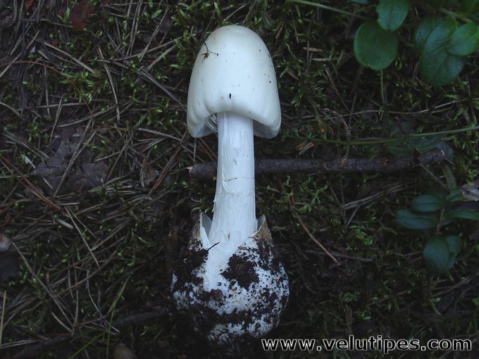  Amanita virosa 