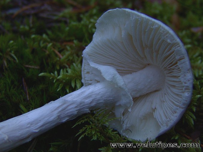  Amanita virosa 