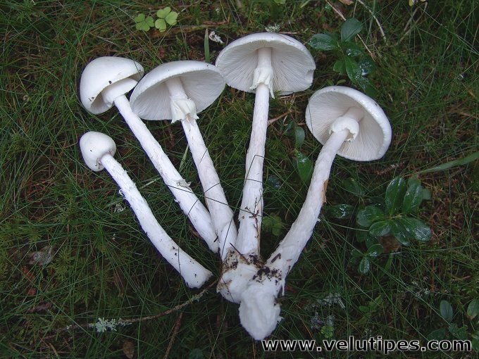  Amanita virosa 