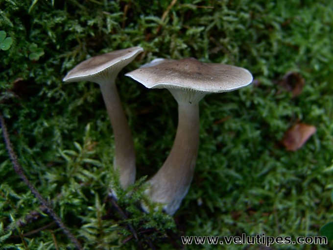 Ampulloclitocybe clavipes