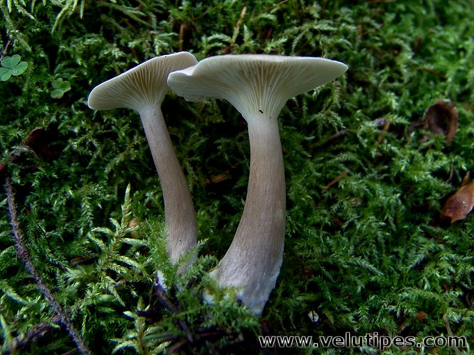 Ampulloclitocybe clavipes