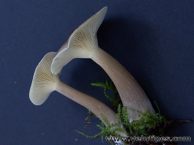 Ampulloclitocybe clavipes
