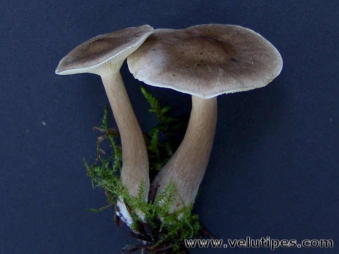 Ampulloclitocybe clavipes