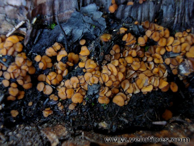 Anthracobia macrocystis