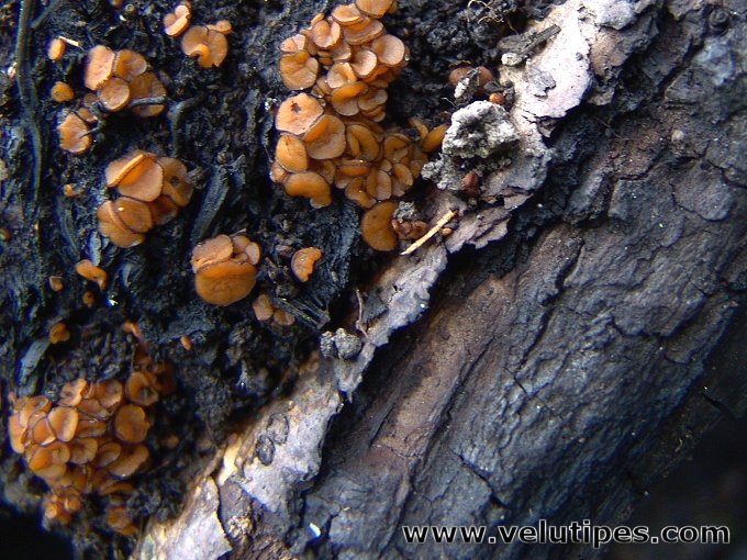 Anthracobia macrocystis