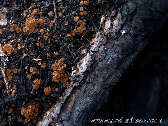 Anthracobia macrocystis