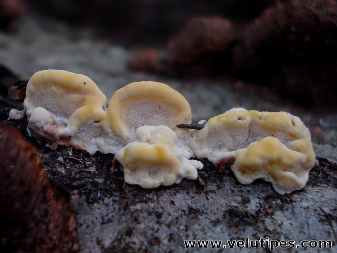  Antrodiella serpula 