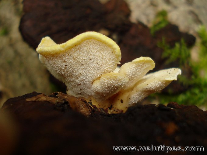  Antrodiella serpula 