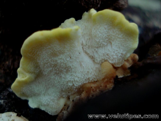  Antrodiella serpula 