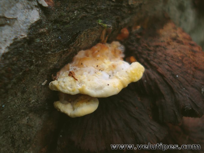  Antrodiella serpula 