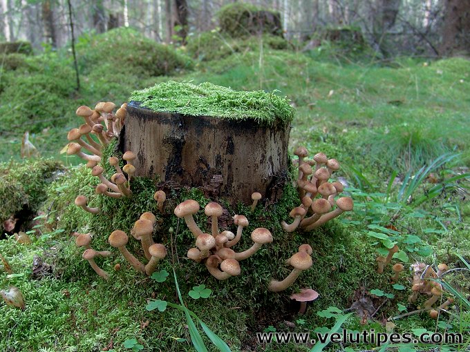 Armillaria borealis