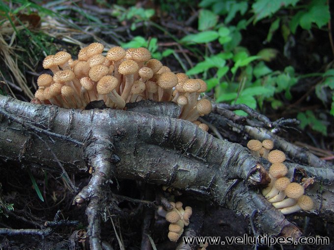 Armillaria borealis