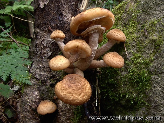 Armillaria borealis