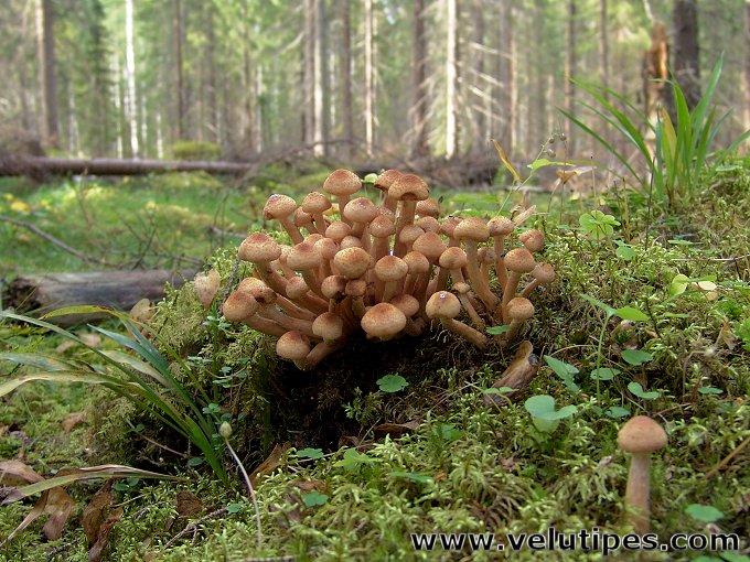 Armillaria borealis
