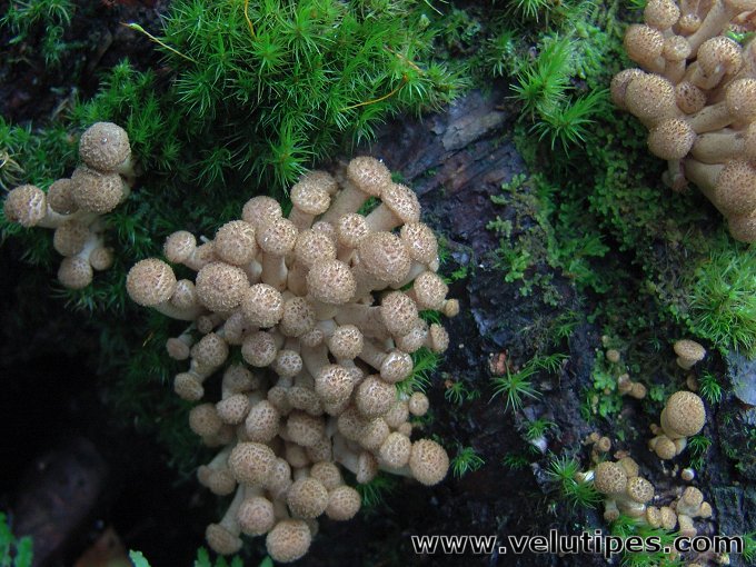 Armillaria borealis