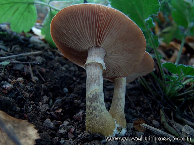 Armillaria lutea