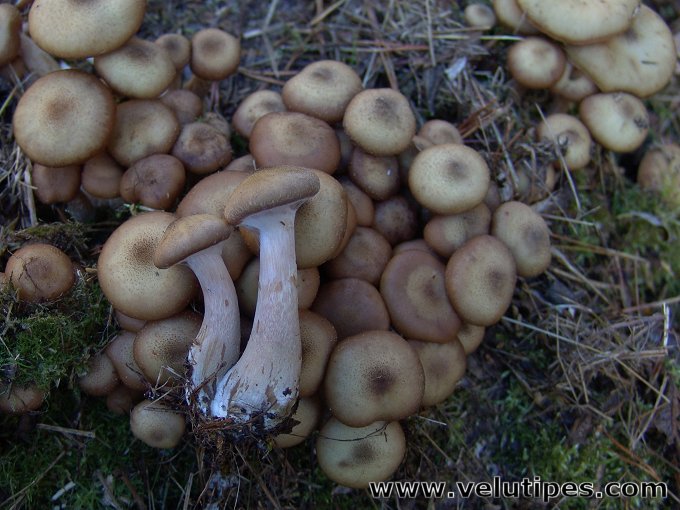 Armillaria lutea