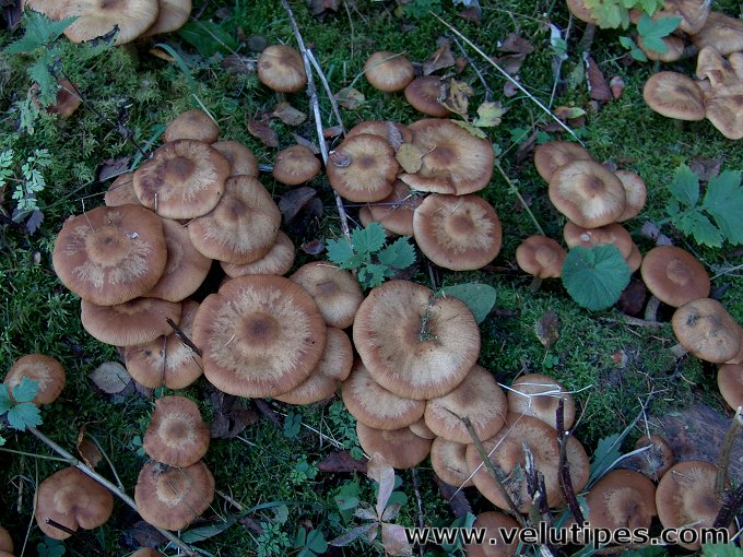 Armillaria lutea