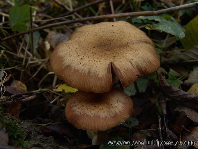 Armillaria lutea