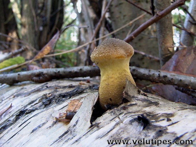 Armillaria lutea