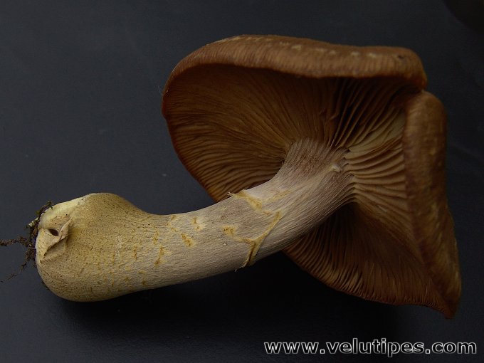 Armillaria lutea