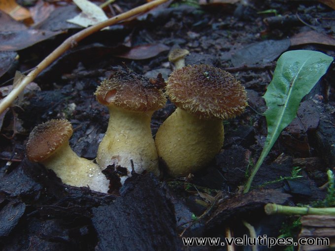 Armillaria lutea