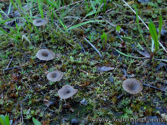  Arrhenia rustica 
