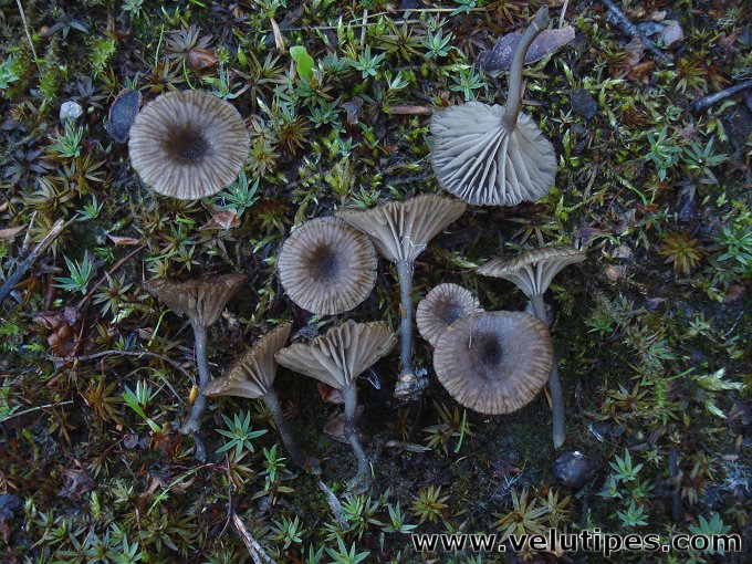  Arrhenia rustica 