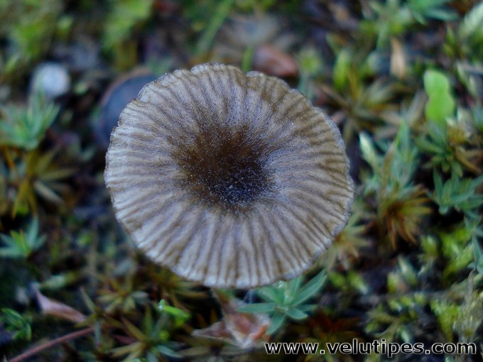  Arrhenia rustica 