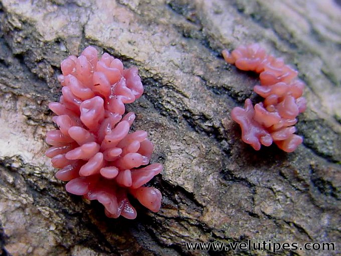 Ascocoryne sarcoides, kantohytynupikka Natural Fungi in Finland