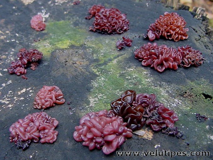 Ascocoryne sarcoides